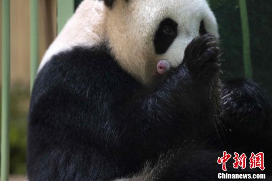 中国旅法大熊猫“欢欢”诞下双胞胎