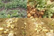 土豆地下茬种什么作物？