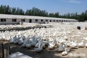 养鸭子通知要拆棚，才给两个月时间，一般淘汰蛋鸭要一年半，这些养殖户该怎么办？