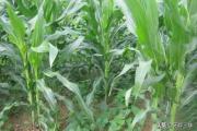 玉米地里可以套种哪些蔬菜？如何管理不影响玉米产量呢？