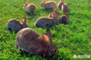 农村菜地里野兔子太多了，糟蹋蔬菜，有什么办法解决这个问题啊？