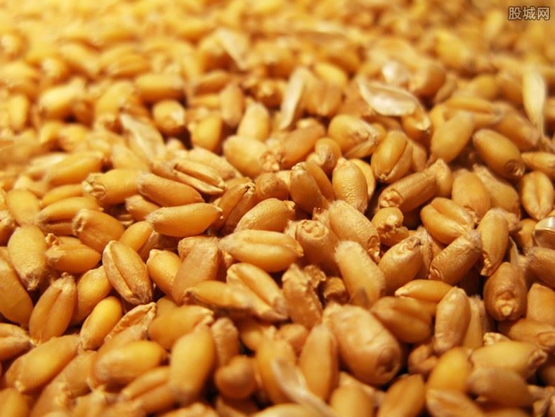 2021年小麦最新价格行情
