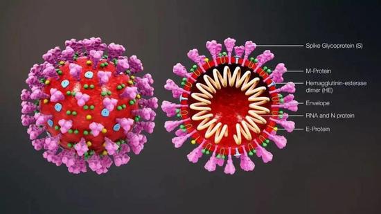 冠状病毒结构图|图片来自Wikipedia@scientificanimations