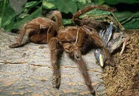世界最大的五种蜘蛛,世界最大蜘蛛排行
