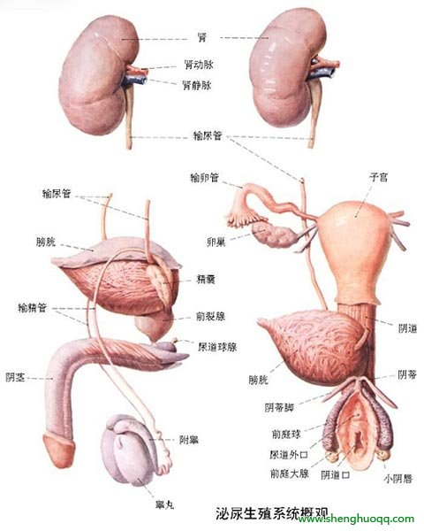 人体内脏器官结构位置分图布详解