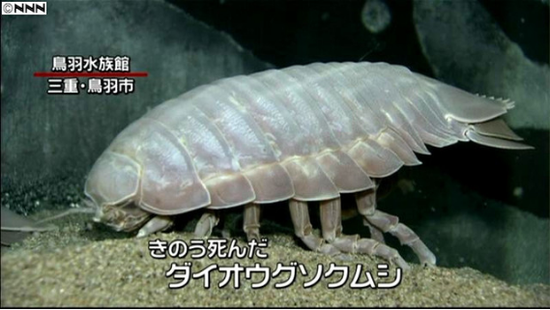 2014年绝食5年死亡的大王具足虫“1号”（图片来源： 日本新闻网NNN）