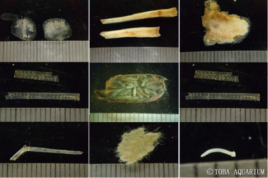 日本三重县水族馆2013年7月引入的12号大王具足虫入馆后第一年排出的粪便中所含有的食物，包括鱼的骨骼，鳞片，纸片等等。图片来源：日本三重县鸟羽水族馆
