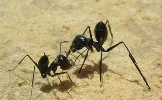 马尔代夫蚂蚁