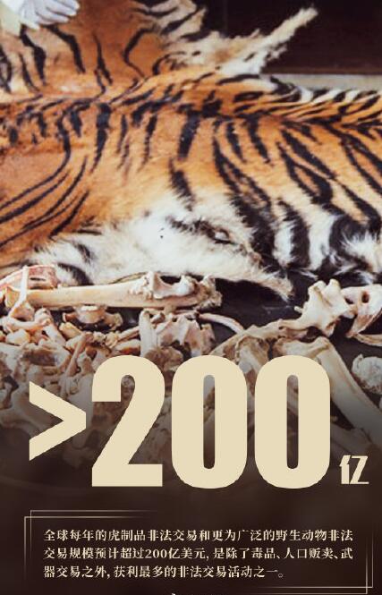 全球野生虎仅剩约4000只 世界上有哪些各类的老虎已经灭绝