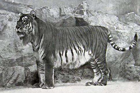 全球野生虎仅剩约4000只 世界上有哪些种类的老虎已经灭绝了