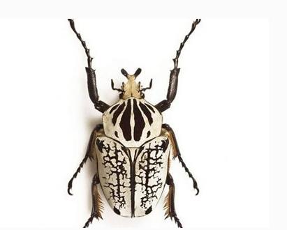 十大巨型昆虫：世界上体型最大的昆虫排行