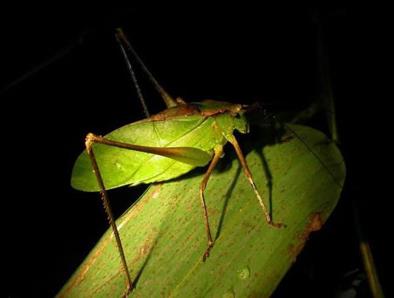 十大巨型昆虫：世界上体型最大的昆虫排行