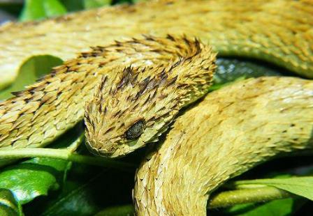 世界上最奇怪的蛇：奇怪的十种蛇排名第一让女人羞涩