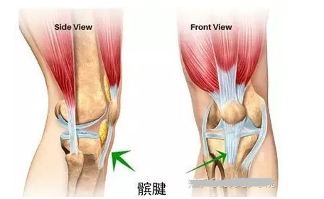 髌骨带的正确佩戴图 髌骨带和护膝区别是什么 