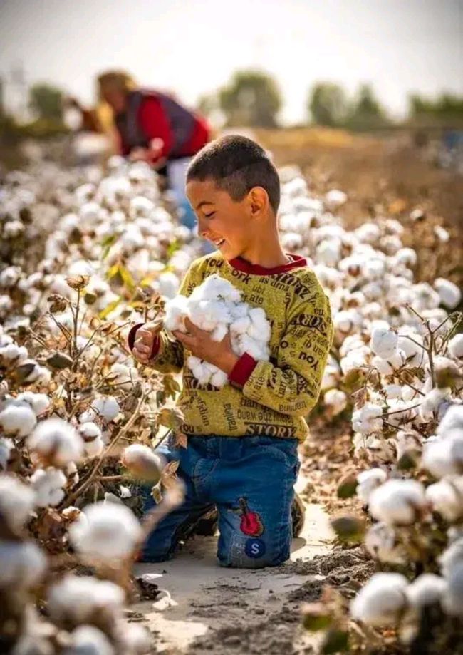 新疆棉花是什么梗
