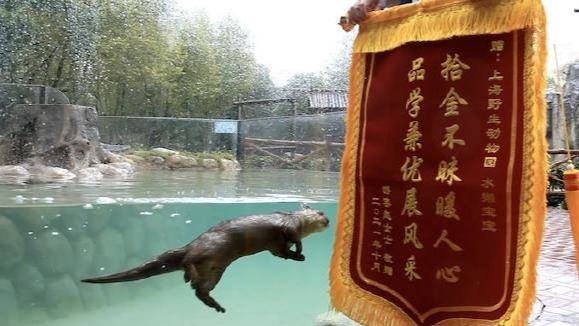 上海野生动物园水獭帮游客捞手机获赠锦旗：拾金不昧 品学兼优