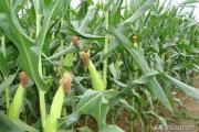 农民为什么把没成熟的玉米下面部分叶子割掉？对玉米有什么好处？