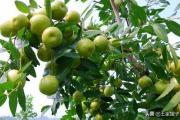 在农村自家种植的枣树，为什么结出的枣子不甜，跟吃棉花一样？