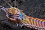 海洋里最恐怖最科幻的“怪虫”：博比特虫