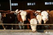 牛吃什么饲料长得快？