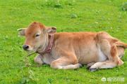 牛近亲繁殖对后代有影响吗？