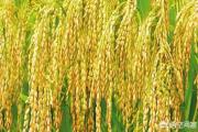 水稻施肥应掌握哪些原则？