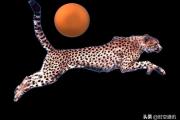 假如在宇宙中以猎豹的最快速度不停奔跑，什么时候能跑出太阳系呢？