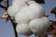 vf集团发声明抵制新疆棉 这个品牌是哪个国家的？