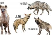 为什么鬣狗是母的大，斑鬣狗公母都有丁丁怎么分辨公母？