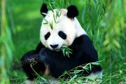 国宝熊猫的祖先是谁，熊猫为什么被称为国宝