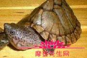 剃刀龟最大可以长到多么大？剃刀龟的饲养要点是什么？