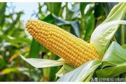农大712玉米品种怎么样？