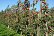 每亩一年五百元，流转五十亩地种植矮化密植苹果收入如何？