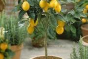 养了七、八年的橙子树盆栽，从未结过果实，这是什么原因呢？
