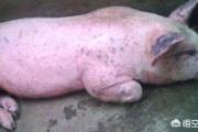 220斤的大猪发烧41度，身上还有红疙瘩怎么办？