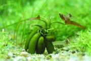 怎样来种植香蕉草，种植技术有哪些？