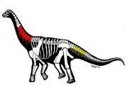 中国丝路巨龙、新疆哈密巨龙 新疆哈密首次发现大型恐龙化石
