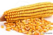 干玉米打窝多久能发窝？