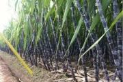 广西甘蔗全面实施订单农业，对蔗农和糖企有哪些影响，你怎么看？