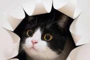 为什么奶牛猫有喵界神经病之称？