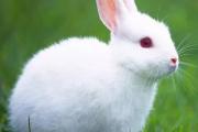 兔兔被虐待后，怎么养好恢复？
