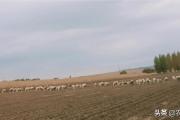 养羊种植什么牧草可以过冬？