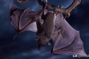 蝙蝠心跳每分钟1000次，为什么还有30年的寿命？