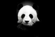 国宝大熊猫可以单挑藏獒吗？