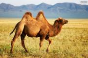阿拉善一只骆驼多少钱 于月仙车祸赔偿处理后续