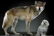 狗和狼的DNA一样吗？