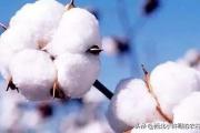 2020年棉花会涨价吗？