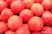 露天番茄栽培需要注意哪些环节才能高产？