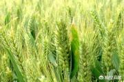 最高产的小麦品种有哪些？