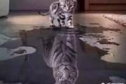 老虎是百兽之王，却和小花猫长的很像，难道它们是同一“祖先”吗？